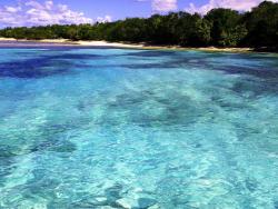Sun, sand and &hellip; forests? Trees are an essential part of the landscape.